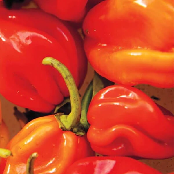 Hot Pepper Seeds